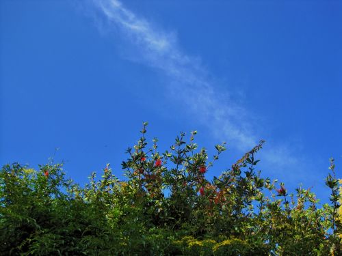 Top Of Bottlebrush Tree Against The