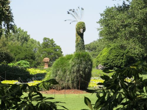 topiary peacock garden