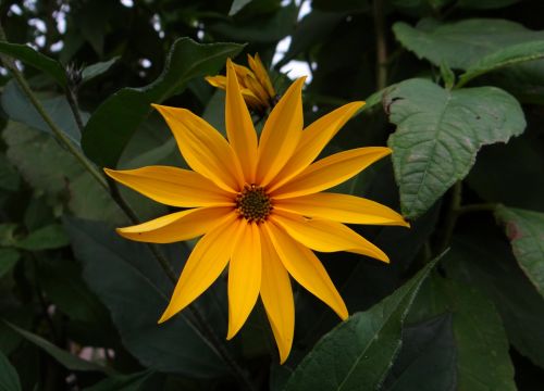 Jerusalem Artichoke