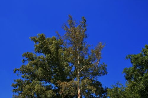 Tops Of Bluegum Trees