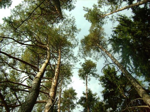 Tops Of Trees And Sky