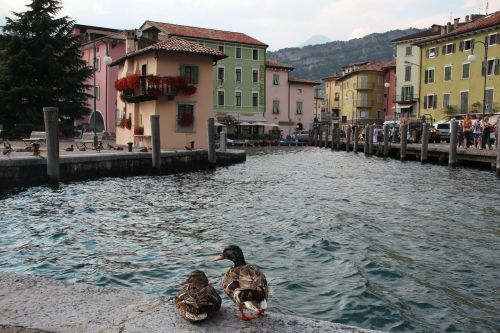 torbole port ducks