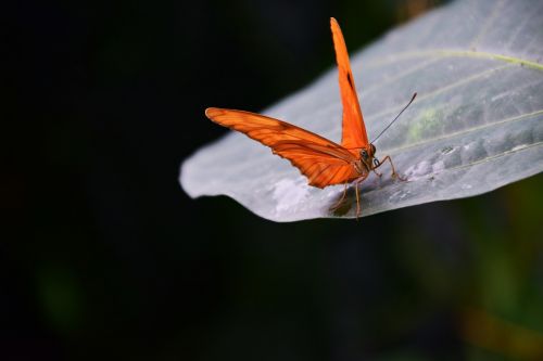 torch dryas julia butterfly