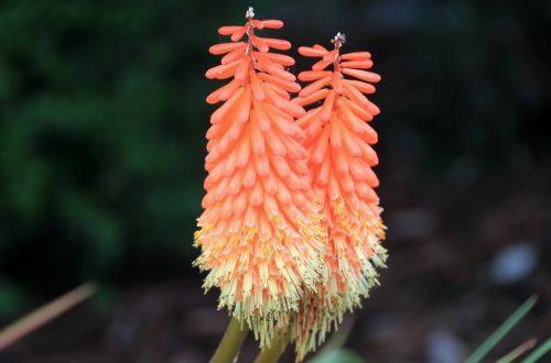 torch lily garden colorful