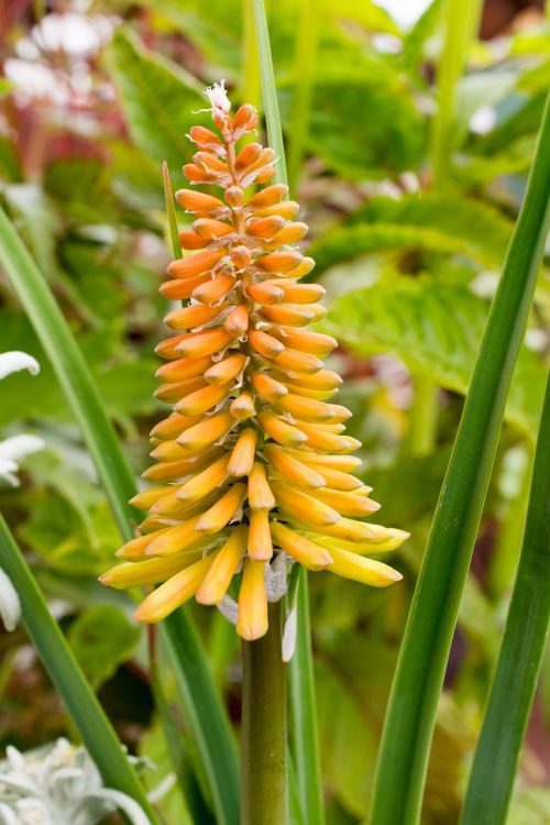 torch lily flower blossom
