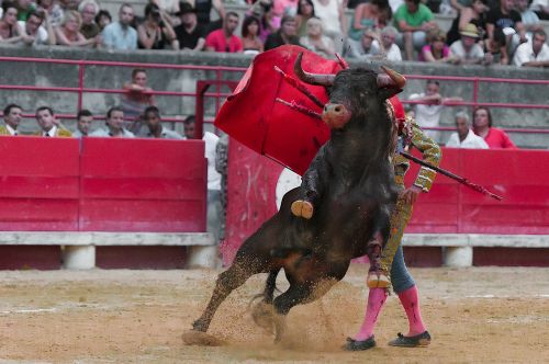 toreador bullfight bulls