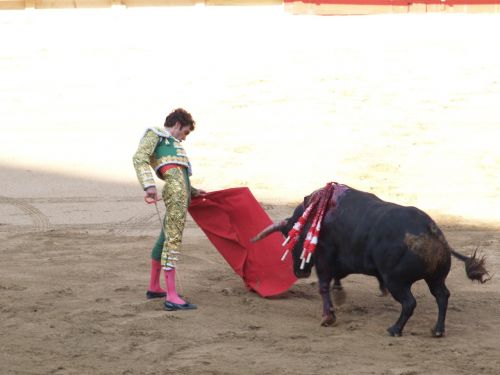 torero bulls spain