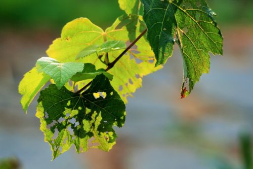 Torn Leaves On The Vine