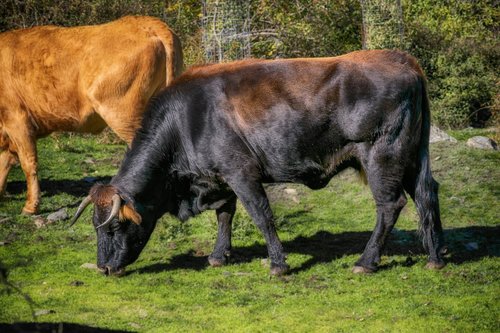 toro  cow  livestock