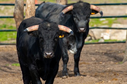 toro  animal  livestock