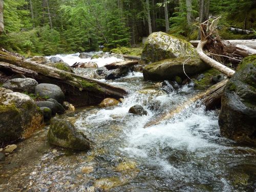 torrent drift wood rock