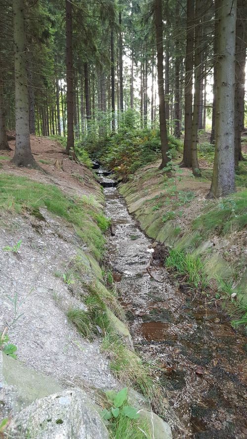 torrent forest inlet