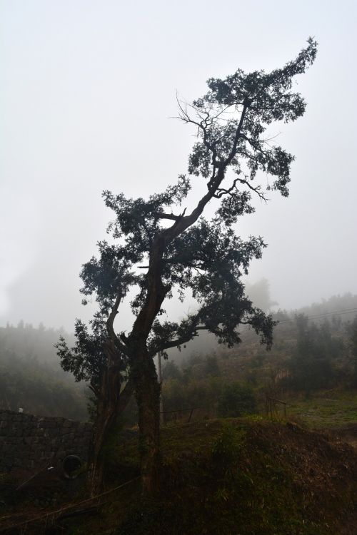 torreya tree torreya tree centuries shadows