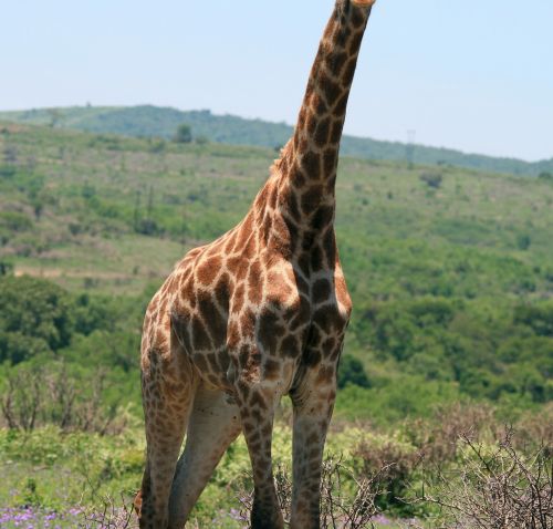 Torso Of Giraffe With Unique Patter