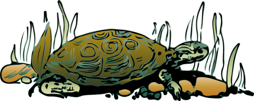 tortoise reptile animal