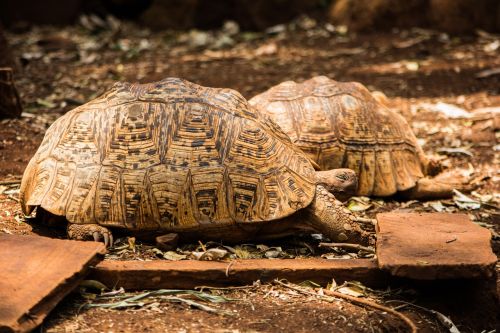 tortoise wildlife slow