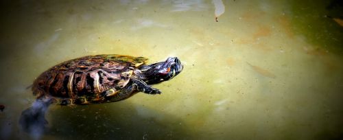 tortoise water swimming