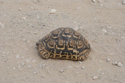 tortoise africa wildlife