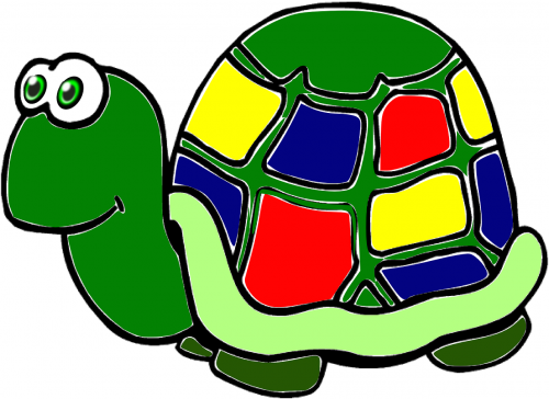 tortoise turtle animal