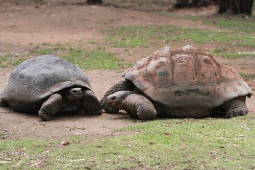 tortoise giant animal
