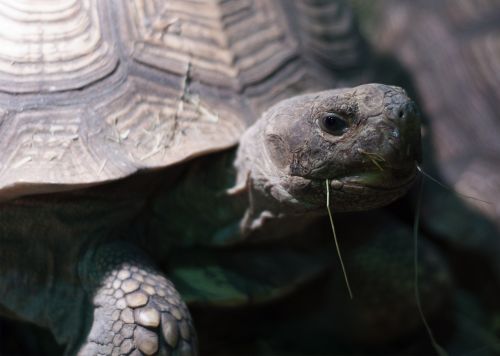 tortoise grass shell