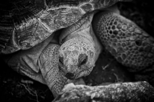 tortoise turtle animal