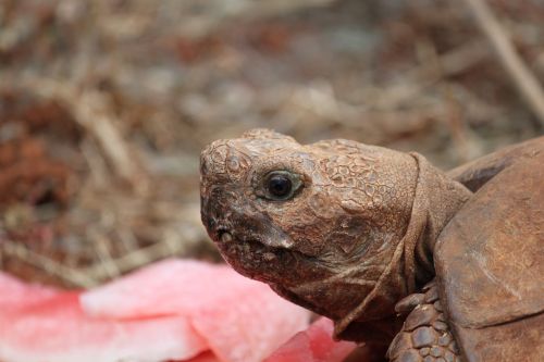 tortoise reptile africa