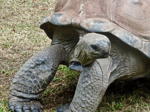 tortoise slow large