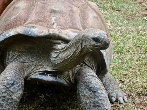 tortoise slow large
