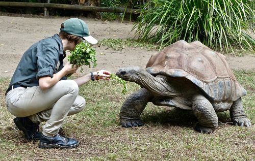 tortoise feeding animal