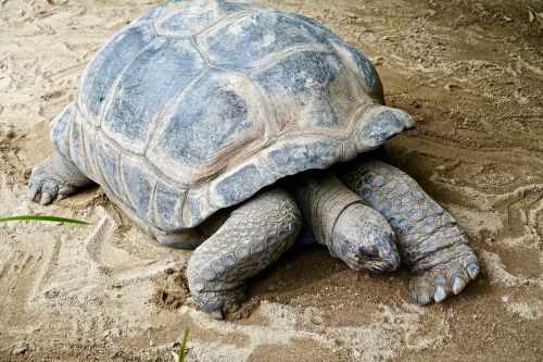 tortoise shell giant