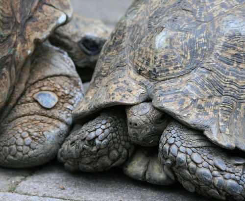 tortoise reptile large