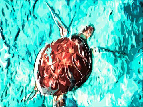 tortoise marine animal shell
