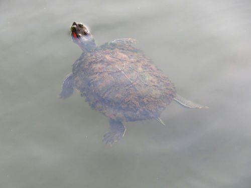 tortoise swimming floating