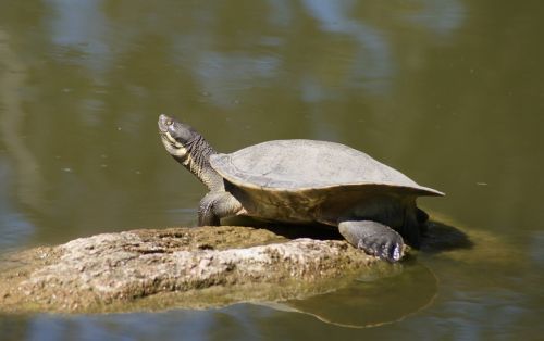 tortoise male rock