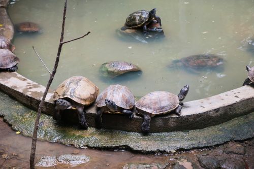 tortoise water nature