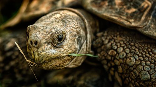tortoise shell nature