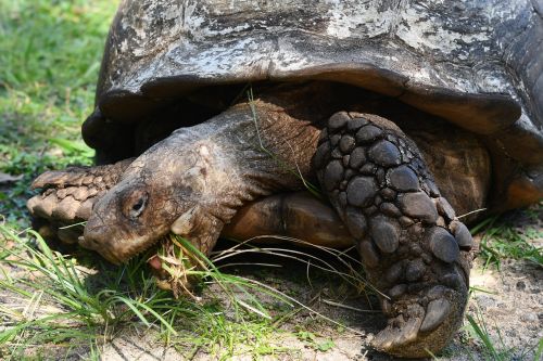 tortoise old tortoise reptile