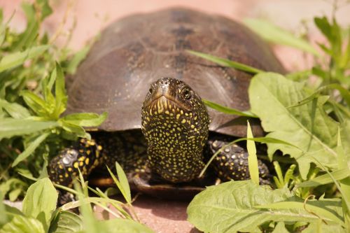 tortoise reptile krupnyj plan