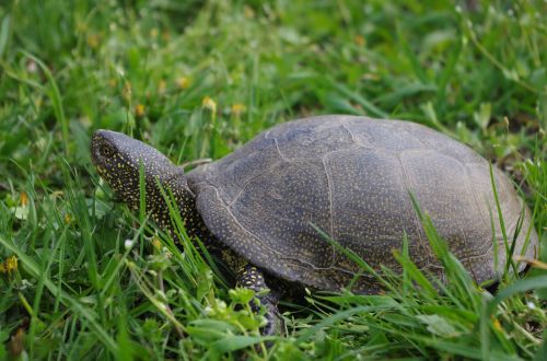 tortoise living nature animals