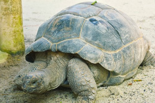 tortoise  shell