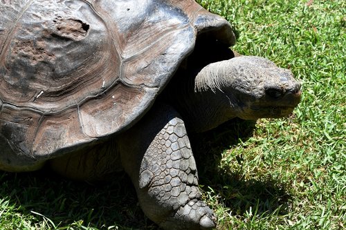 tortoise  turtle  animal