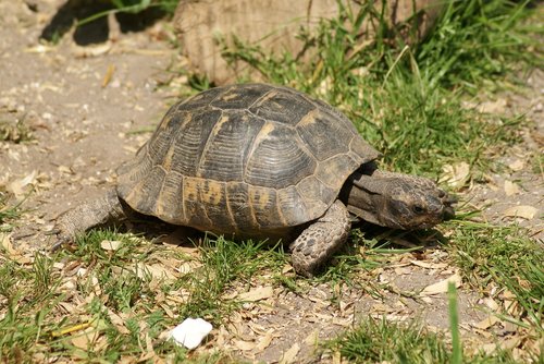 tortoise  turtle  reptile