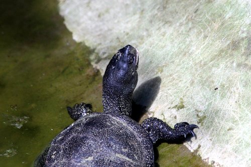 tortoise  bog turtle  animal