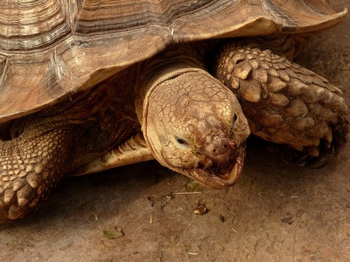 tortoise  animals in captivity  animal