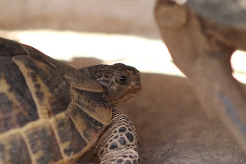 tortoise  animal  natural