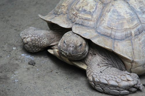 tortoise  wildlife  turtle