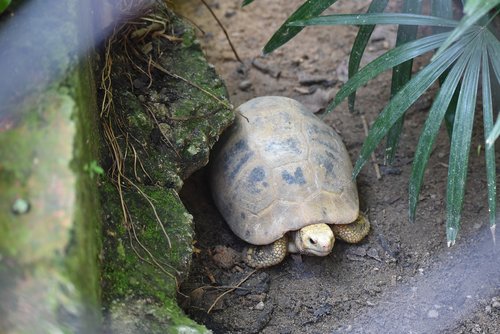 tortoise  zoo  animal