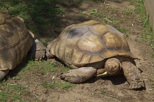 tortoise  turtle  two