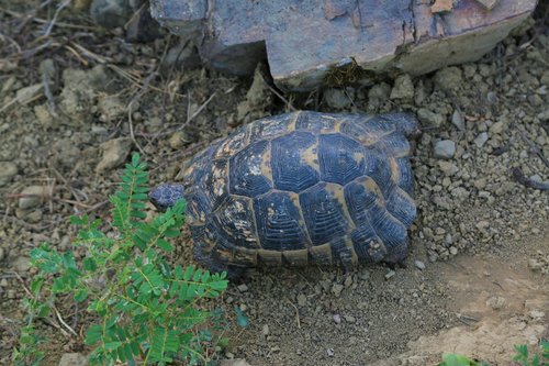 tortoise  animal  nature